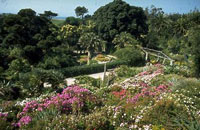 Flower Gardens on Tresco